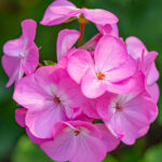 Rose Geranium Essential Oil