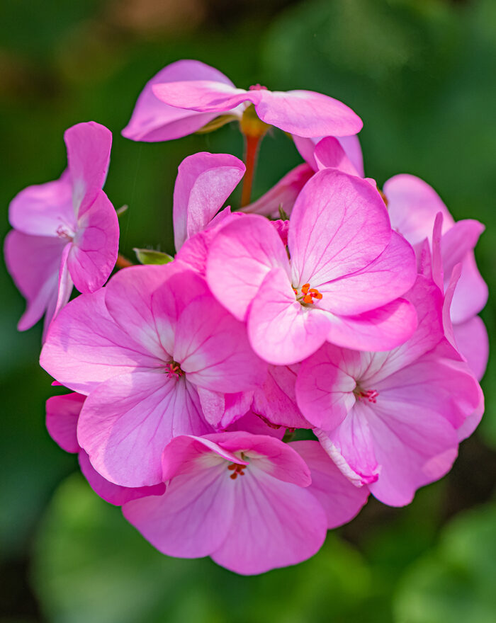 Rose Geranium Essential Oil