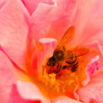 Rose Honey Persian Otto