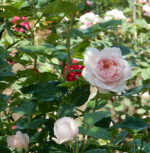 Rose Leaf Absolute