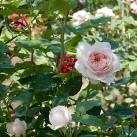 Rose Leaf Absolute