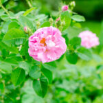 Rose Otto Persian Sweetie