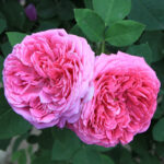 Rose Otto CO2