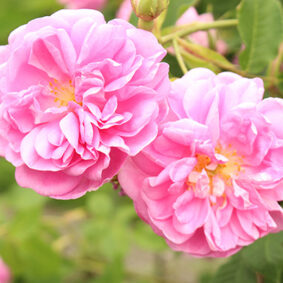Rose Concrete
