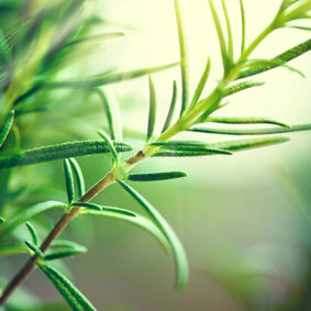 Rosemary Absolute