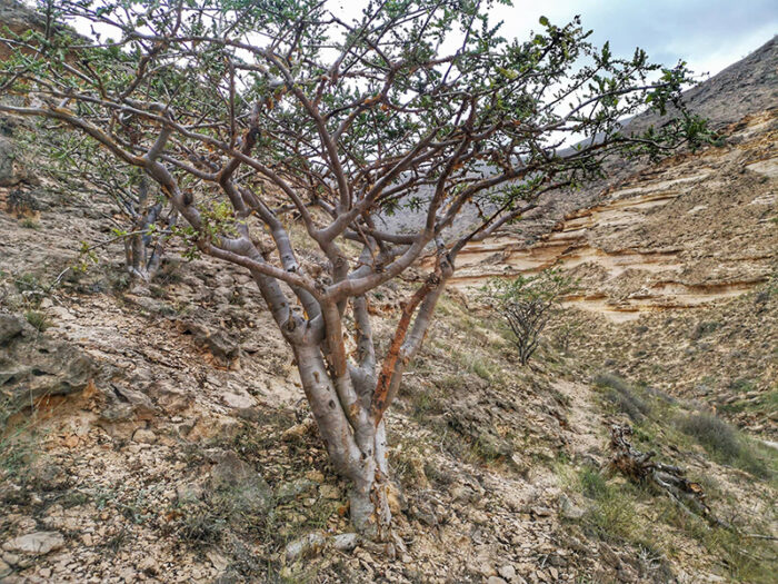 Resina Hojari Reale Dell’Oman - immagine 6