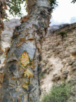 Resina Hojari Reale Dell’Oman - immagine 3