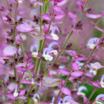 Russian Clary Sage Absolute