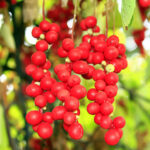 Bacche Di Schisandra CO2 (Estratto Totale)