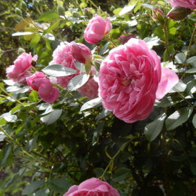 rose otto Shahbanu