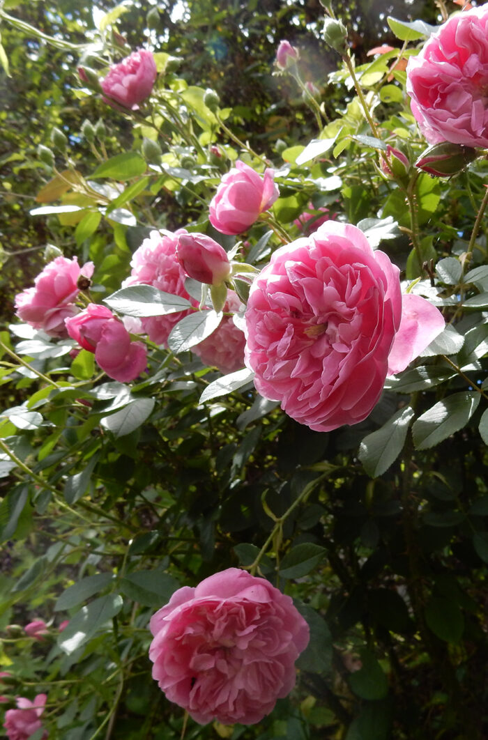 rose otto Shahbanu