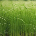 South Indian 10 Year Aged Vetiver E.O