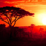 Albero Di Incenso Dolce 50% Olio Essenziale