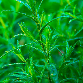 Tarragon Absolute