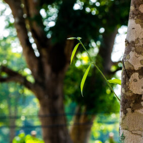 Thai Plantation Oud