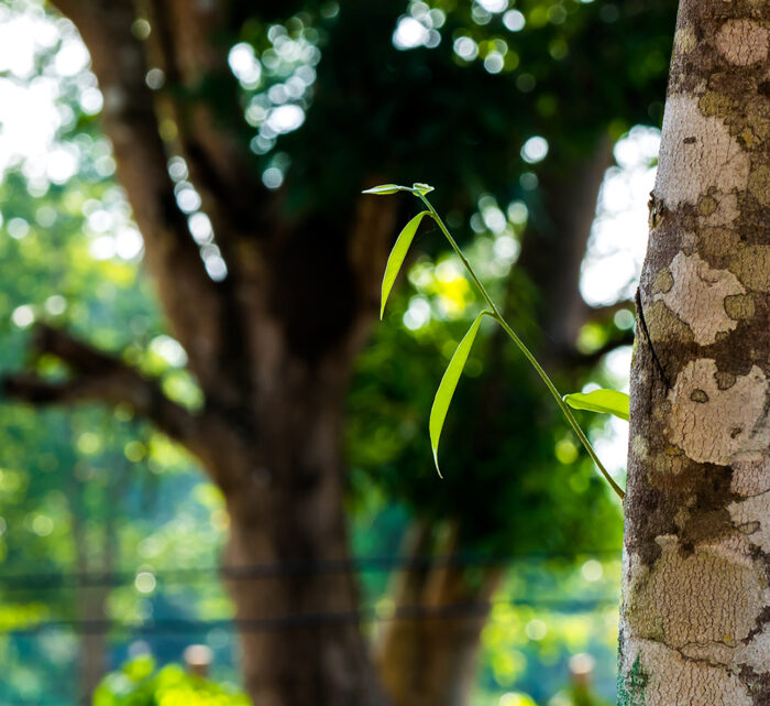 Thai Plantation Oud