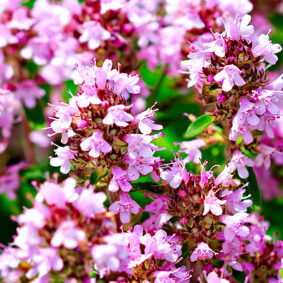 Thyme-Absolute