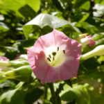 Tobacco-Flower-Absolute