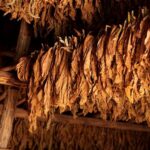 Burley Tobacco Absolute