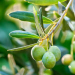 Foglie Di Olivo Verde Toscano 90% Assoluta