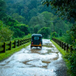 Vetiver Selvatico – Royal Super Premium - Olio Essenziale