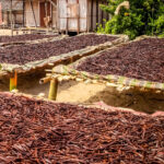 Vanilla Madagascar Premium Gourmet Bourbon 15% Tincture