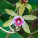 Oleoresina Di Vaniglia (Aroma Di Thaiti)