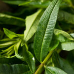 Verbena 50% Assoluta (Fruttata Al Limone)