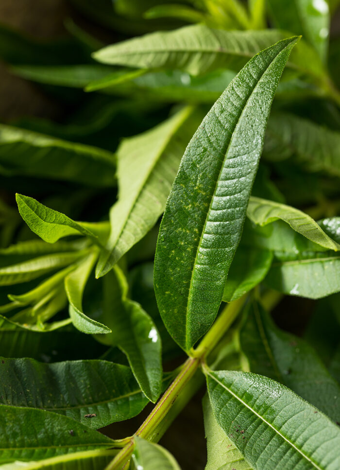 Verbena 50% Assoluta (Fruttata Al Limone) - immagine 1
