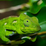 Vetiver Chameleon Super Premium CO2