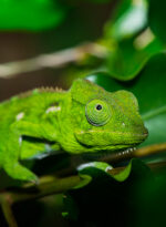 Vetiver Chameleon Super Premium CO2
