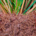 Vetiver Olio Essenziale (India Meridionale)