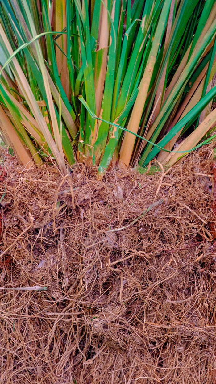 Vetiver Olio Essenziale (India Meridionale) - immagine 1