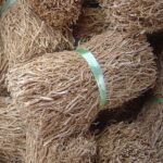 Vetiver Haiti Essential Oil