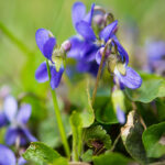 Foglie Di Viola Concreta