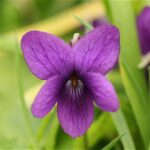 Violet Flower Absolute