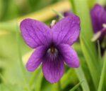 Violet Flower Absolute