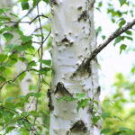 Betulla Alba Olio Essenziale (Rettificato)