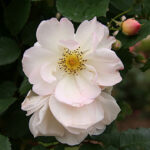 White Rose CO2 ORGANIC (SELECT)