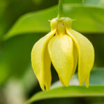 Ylang Ylang Extra