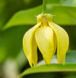 Ylang Ylang Extra