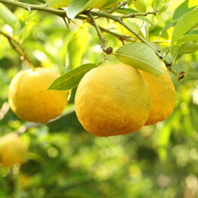 Yuzu Essential Oil