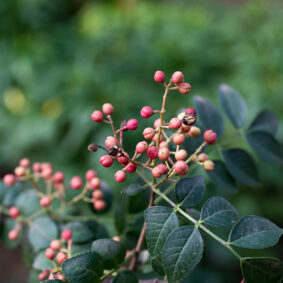 Zanthoxylum CO2