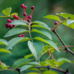 Zanthoxylum Essential Oil