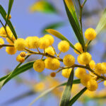 Mimosa Absolute decurrens