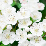 anisaldehyde natural isolate