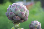 Artichoke Absolute
