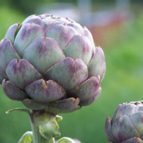 Artichoke Absolute