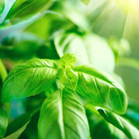 Basil absolute