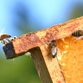 Beeswax Absolute